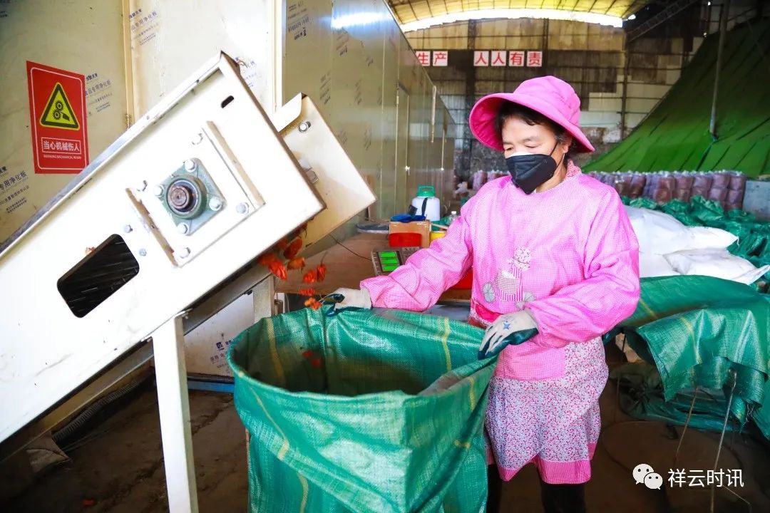 祥云：烘干一粒椒，致富一方人