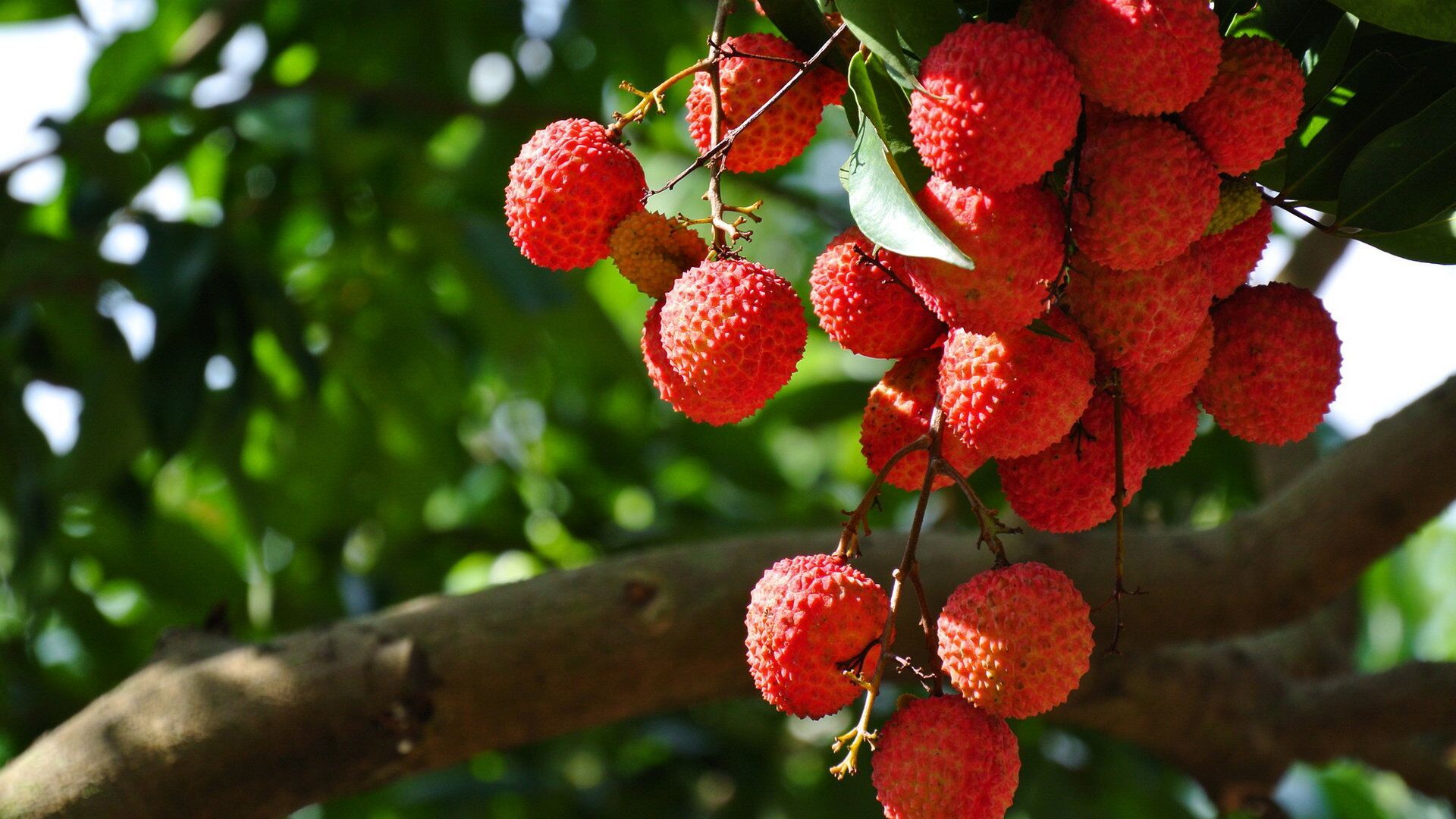 荔枝的诗句古诗大全,咏荔枝诗句大全