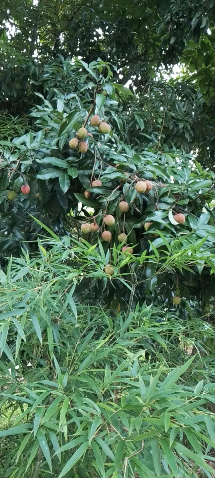 怎么样才能改变农村的面貌,乡村特色产业发展思路