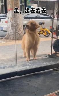 金毛出去溜必须栓绳,遛金毛遛多远