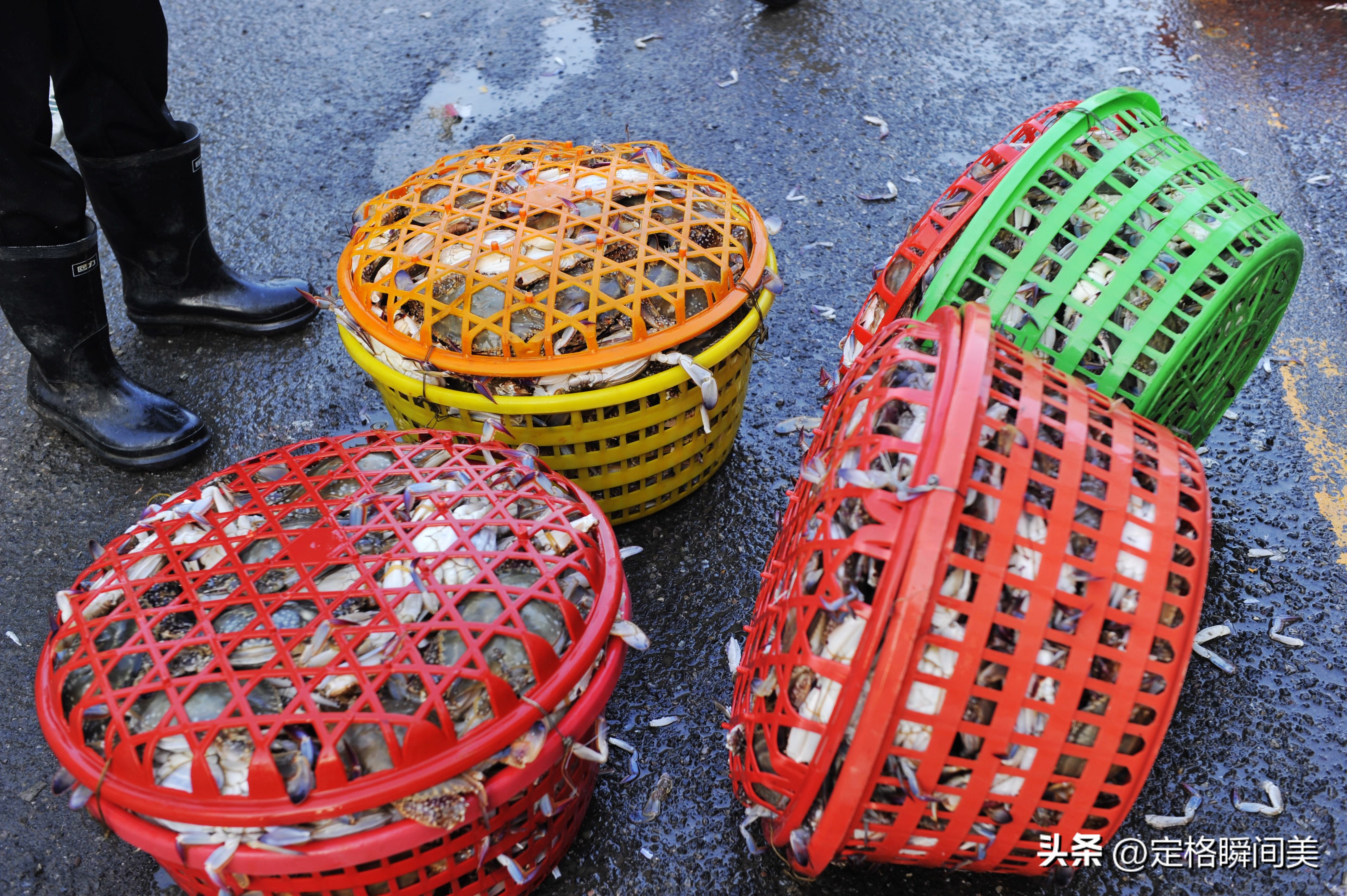 梭子蟹50斤批发,最便宜的螃蟹鲜活发货