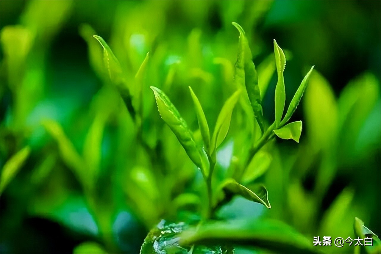 黄山毛峰第一家,黄山毛峰是文化遗产吗