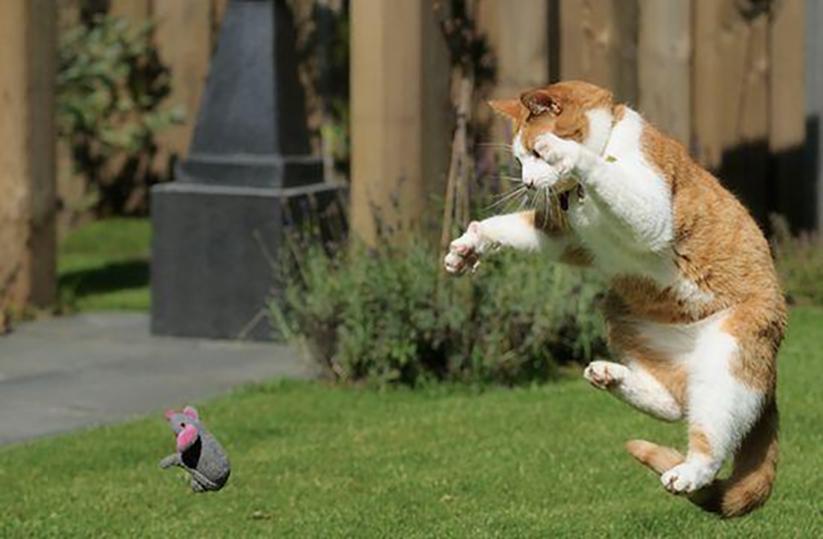为了保护粮厂的粮食，男子训练出几十只特种猫，厂内展开猫鼠大战
