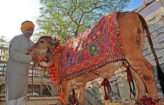 跟牛结婚的印度小伙现在怎么样了,印度男子花17万元与母牛结婚