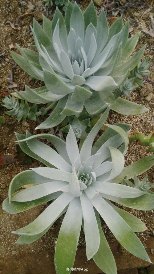 多肉仙女杯喜欢阳光吗,苹果叶仙女杯多肉如何养护