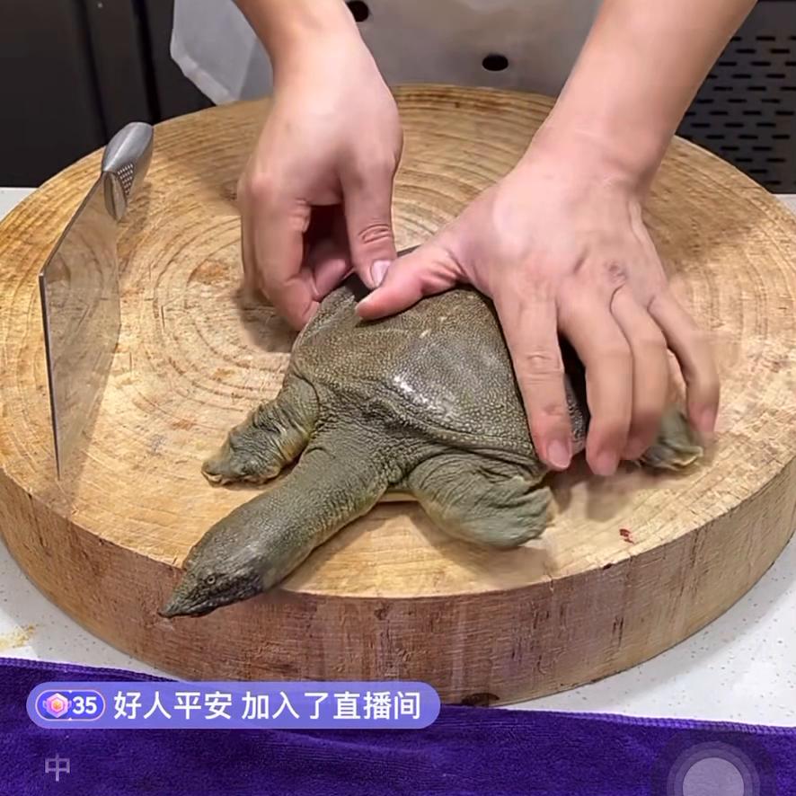 杀甲鱼做甲鱼的全过程,如何杀甲鱼从背后开始拿剪刀来剪