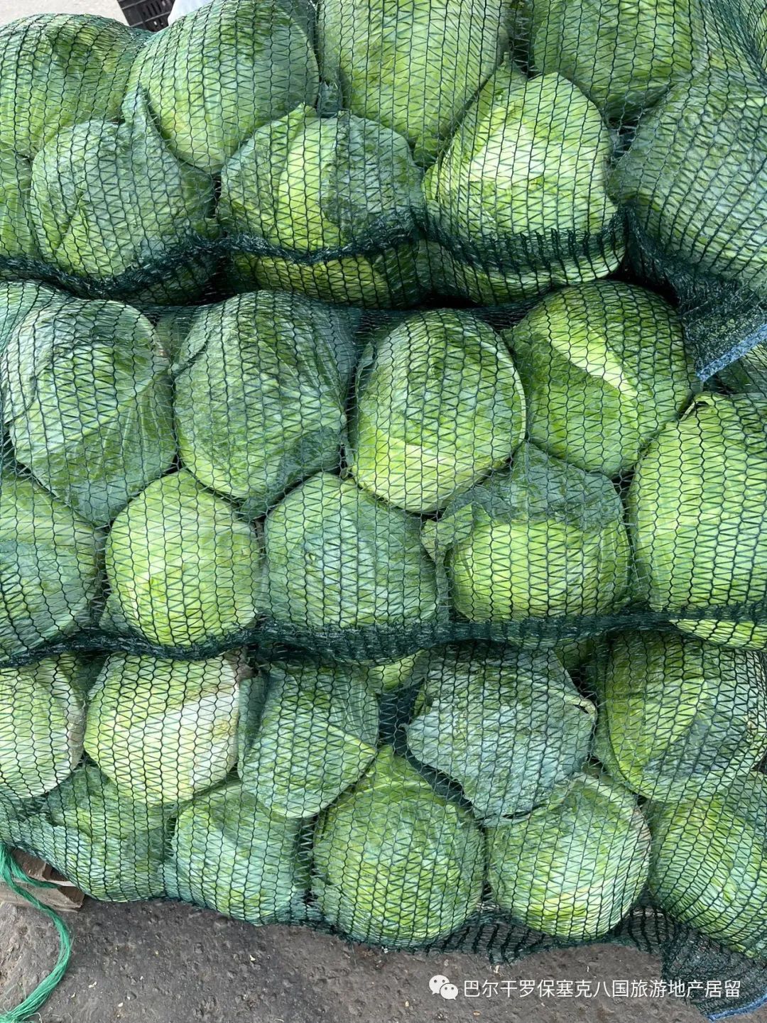 罗马尼亚蔬菜,罗马尼亚大型水果批发市场