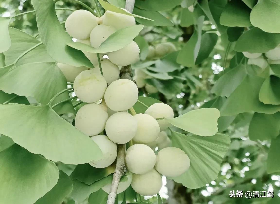 鸭掌木病害图谱及防治,鸭脚木的病害和治疗方法