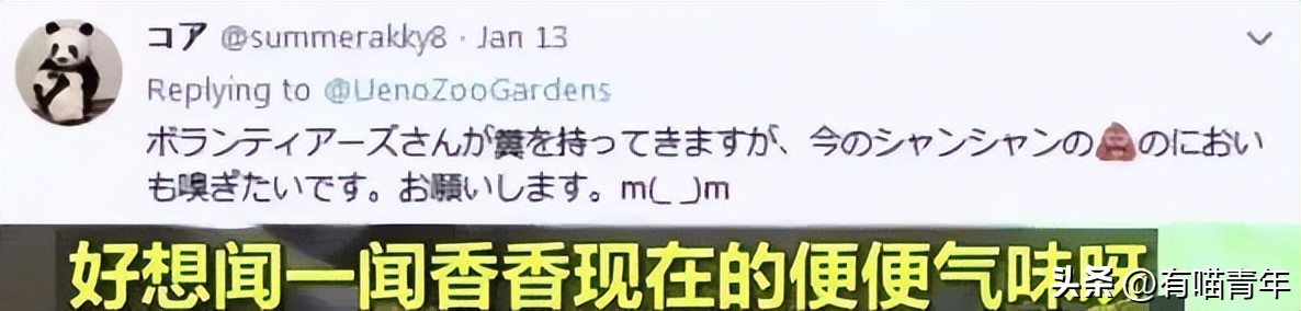 非洲雄狮打群架,俄罗斯战斗民族跟狮子打架