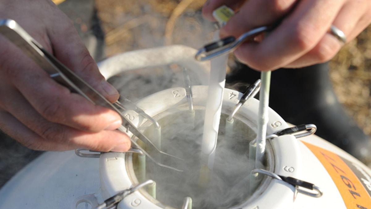 摩拉水牛卖价,摩拉水牛为什么这么便宜