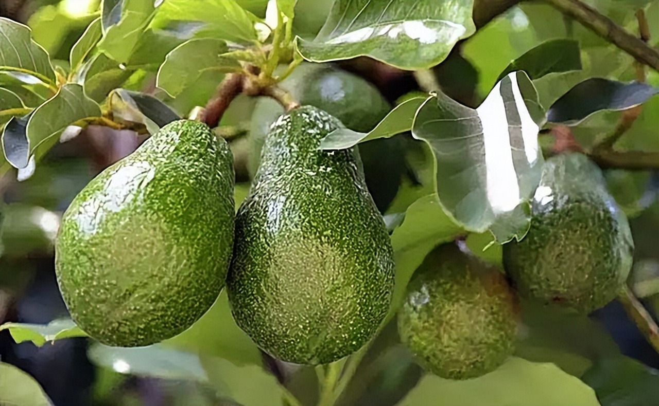 牛油果到底是不是个大骗局,牛油果收益