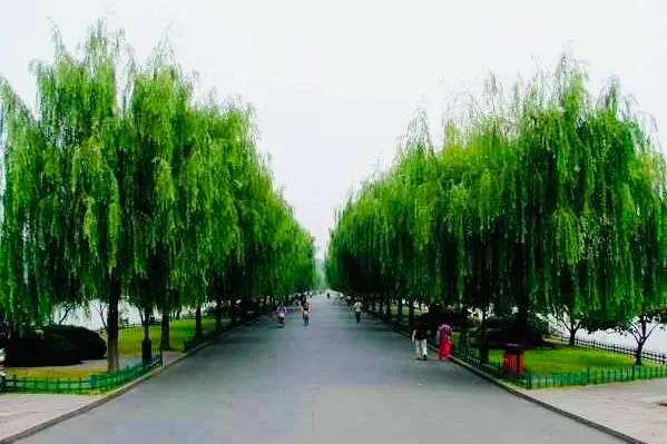 杭州西湖大雪纷飞,杭州西湖风景名胜区