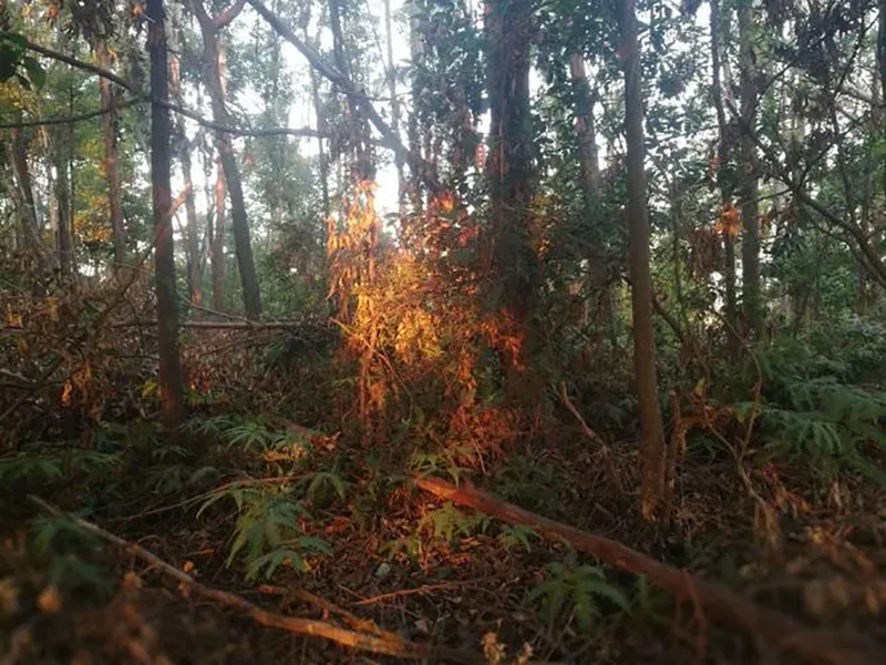 95年吉林农妇好心救毒蛇,吉林农妇好心收养毒蛇