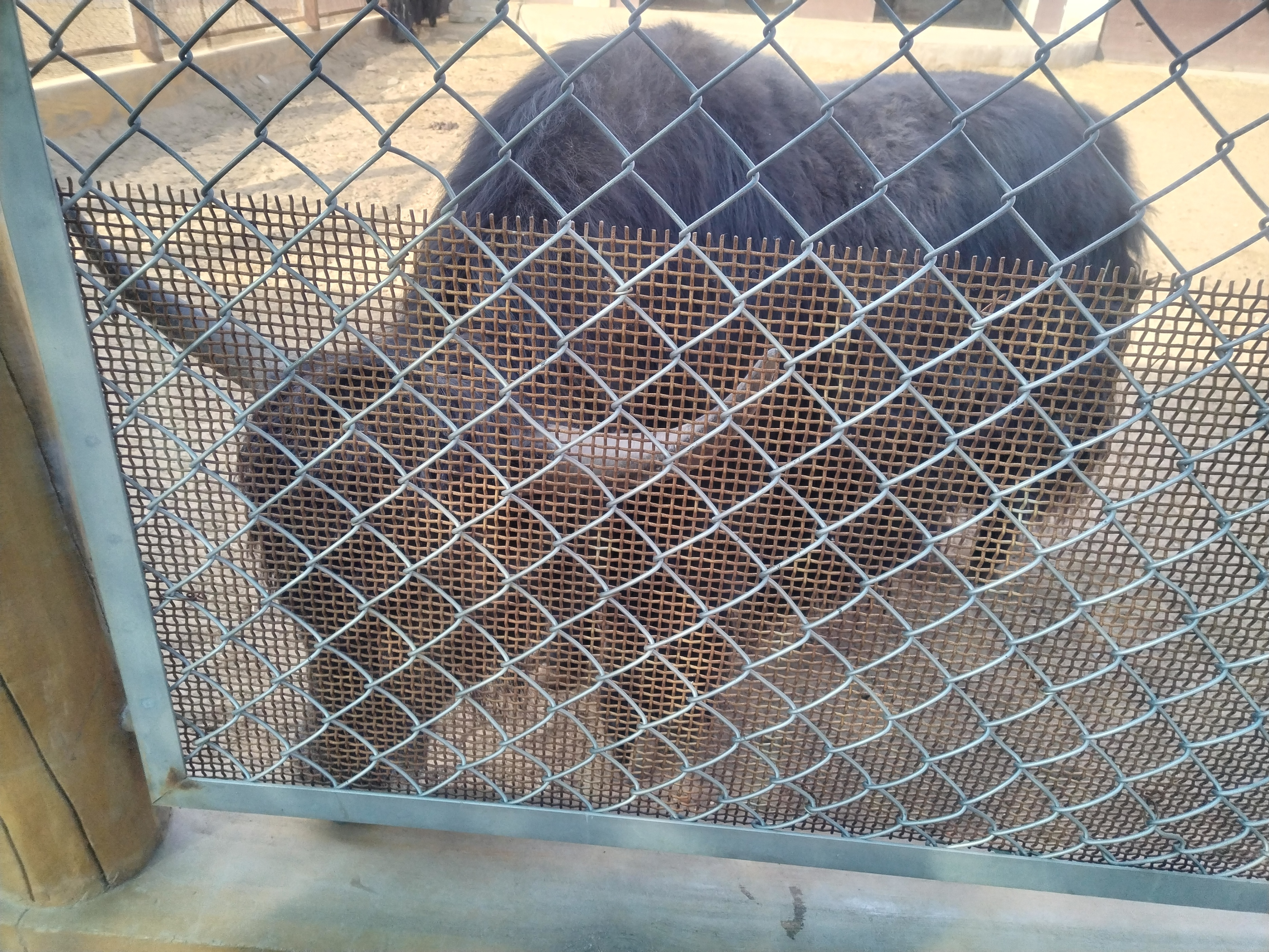 包头市动物园在哪里,包头劳动公园动物园