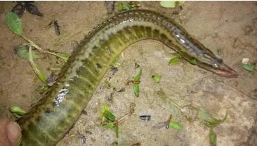 刀鳅为什么消失了,刀鳅离开水能活吗