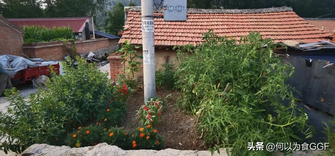 农村大锅菜的做法和技巧,农村真正的正宗的大锅菜