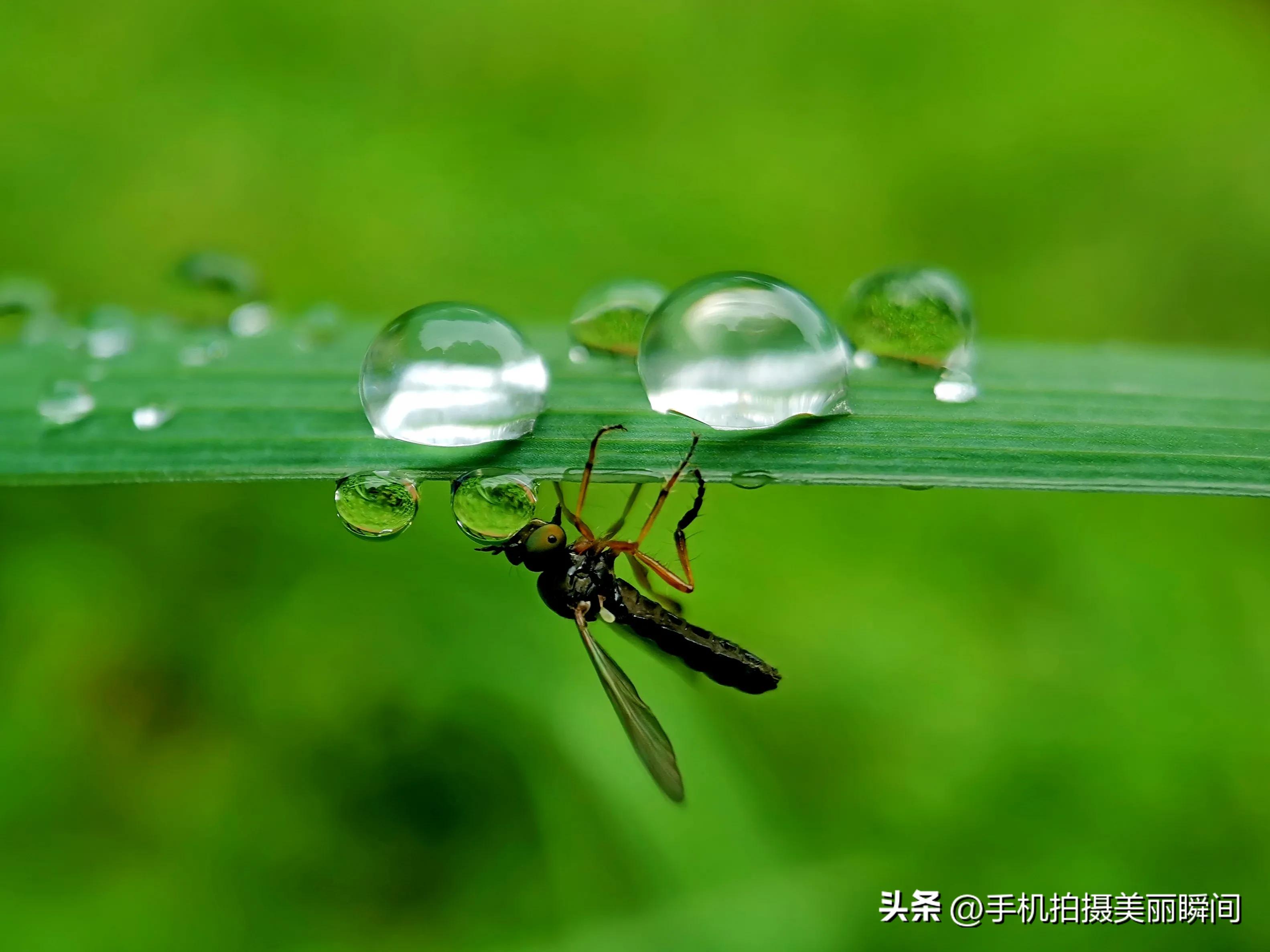 手机与胶片摄影作品,盛夏手机摄影作品欣赏