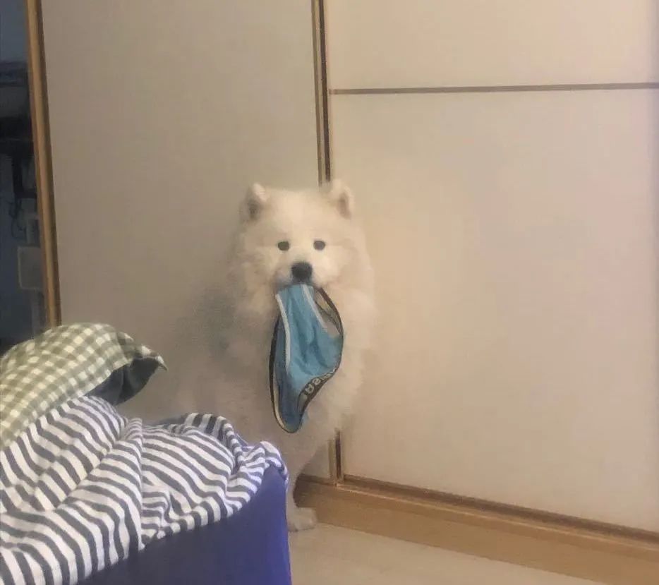 狗嘴里吐不出象牙梗,狗嘴里吐不出象牙是形容词么