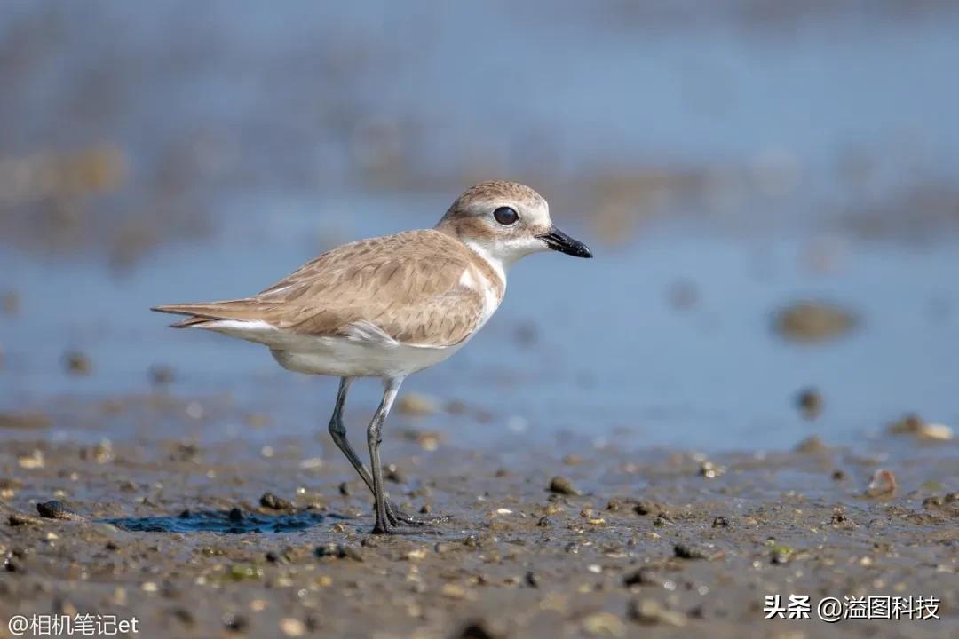 鑱婅亰钄氭潵et9,鑱婅亰钄氭潵et5