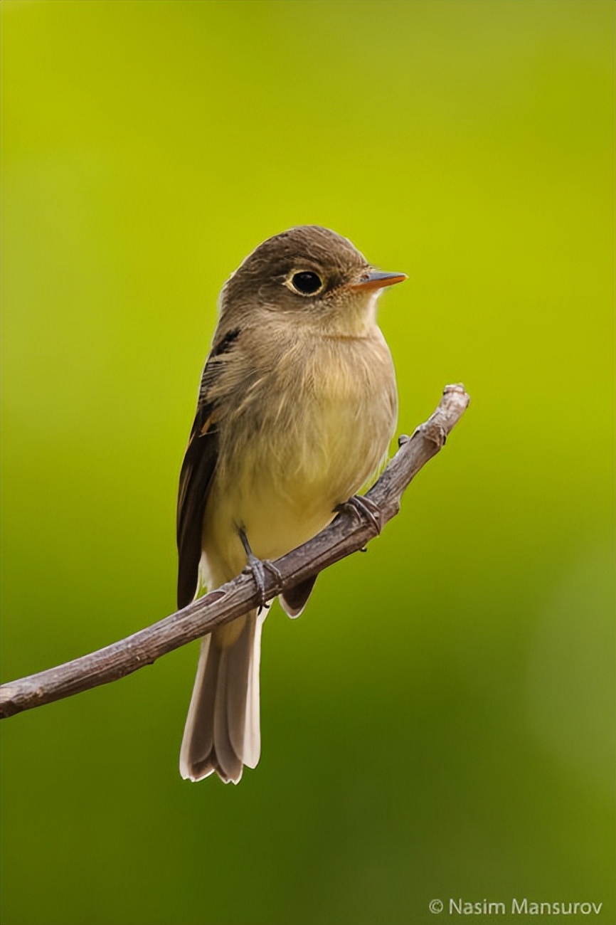 【摄影学堂】如何正确使用增距镜？