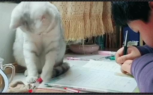 银渐层优势,银渐层战斗力为什么那么高