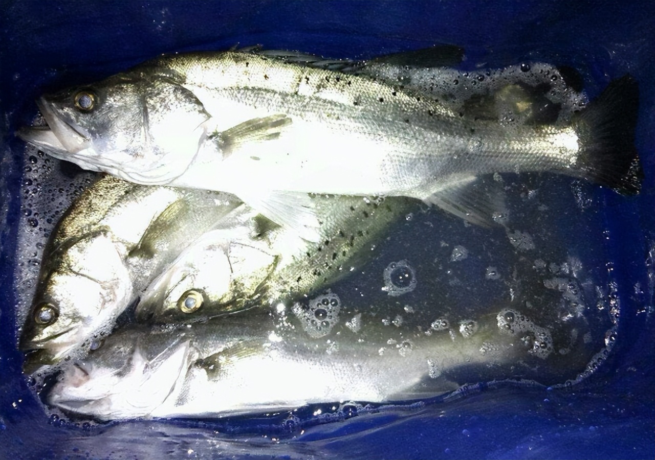 肉多刺少的海鱼有哪些,10种便宜好吃刺多的海鱼