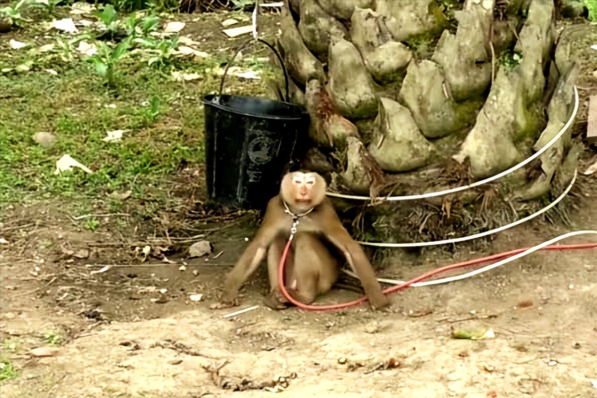 泰国农场仍用猴子摘椰子,泰国猴摘椰子死亡视频