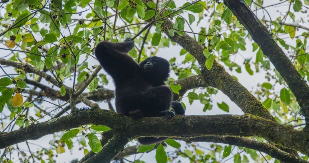 云南新发现一处高黎贡“白眉大侠”的家园