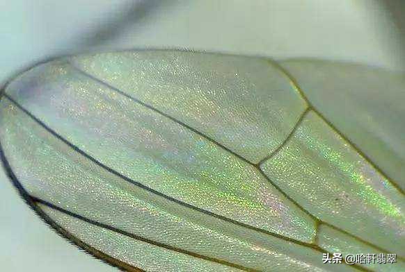 什么样鉴别翡翠是好的a货,翡翠和a货翡翠有什么区别