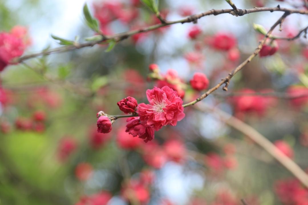 鐩哥害鍐滃ぇ,鐩歌仛浜戠鐩哥害鍐滃ぇ