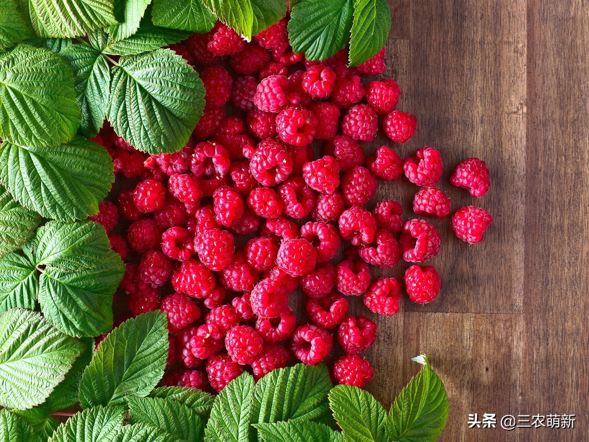 树莓在农村叫什么,树莓口感特别好阳台小院均可种植