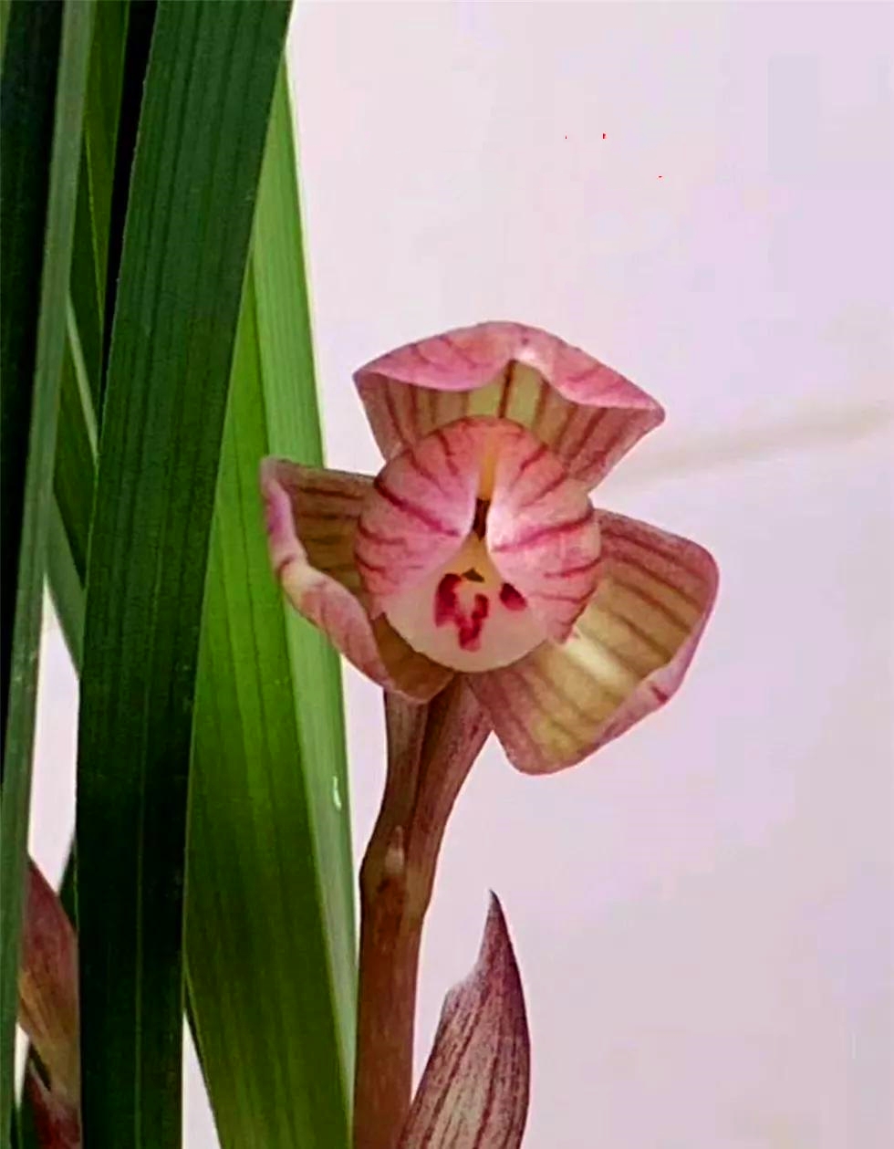 七年前，他家里的一棵春兰边艺开出极品红荷，大佬出275万收购