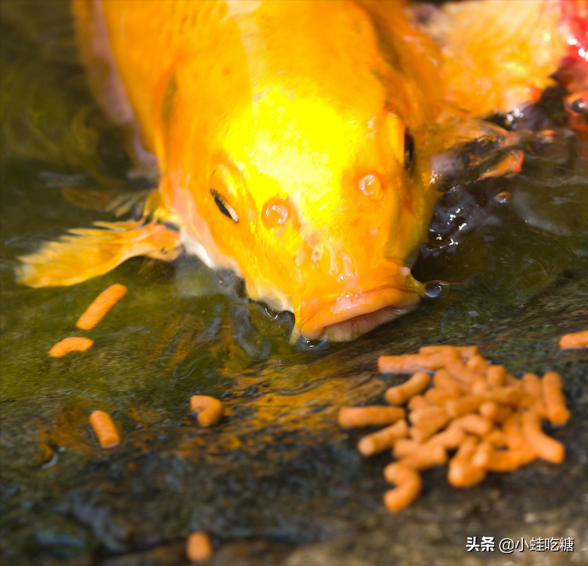 水质清澈的池塘,池塘怎么才能使水质变清澈