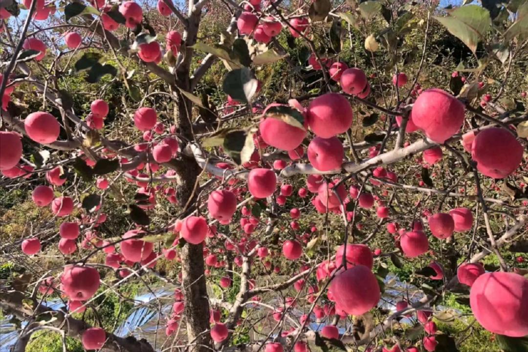 水果大省“冠军”易主，这场竞争真的太激烈了