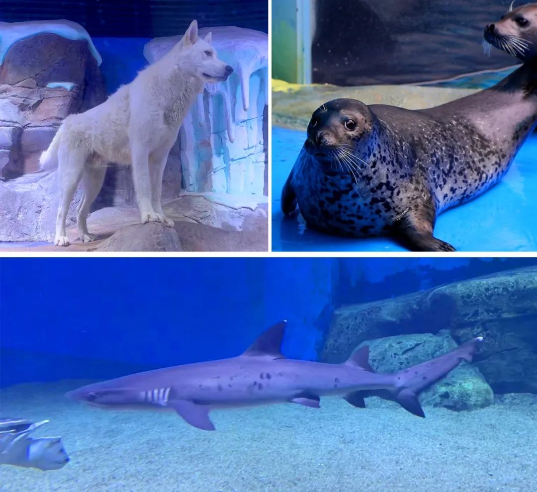 滨州海底世界5.1演出时间表,滨州海底世界39.9团购票