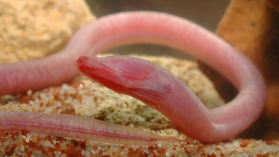 盲鳗反杀鲨鱼,能反杀鲨鱼的盲鳗