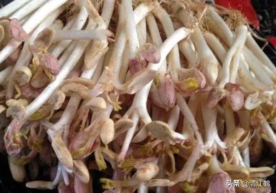 工厂化花生芽苗菜的种植方法,无根花生芽苗菜生产方法