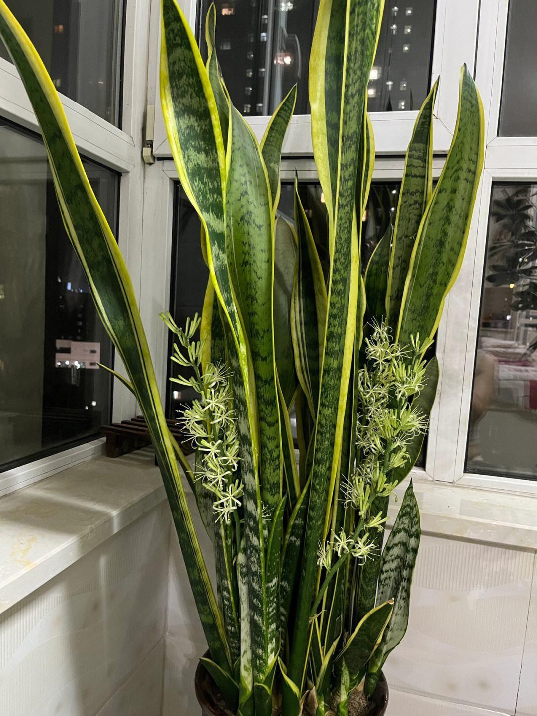 家中植物风水禁忌大全,家里养花对夫妻关系风水的讲究