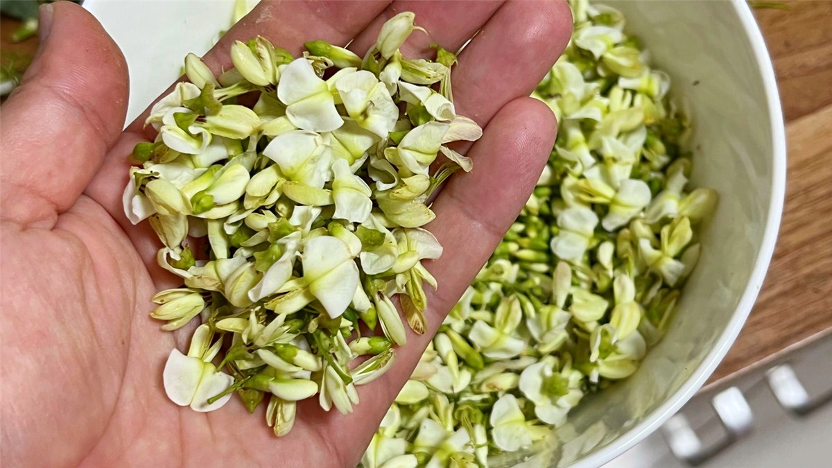 槐花全是是宝，8月遇见抓紧囤，晾干炒一炒，泡水喝好处多多