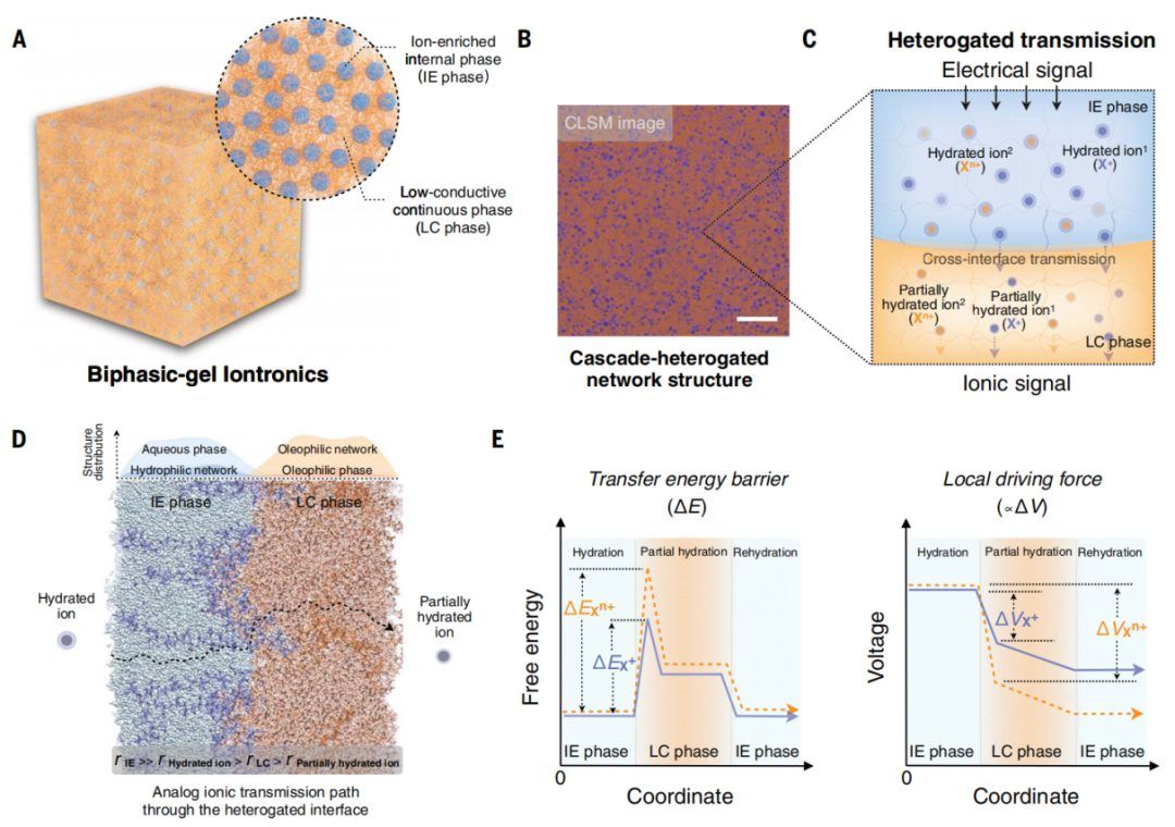 中科院理化所,重磅Science!