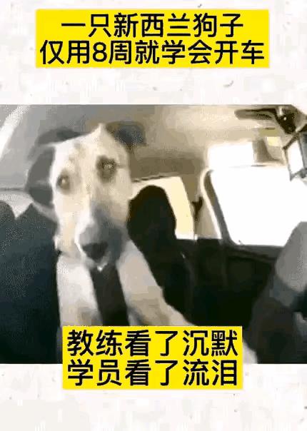 动物趣图2016,动物趣图视频大全