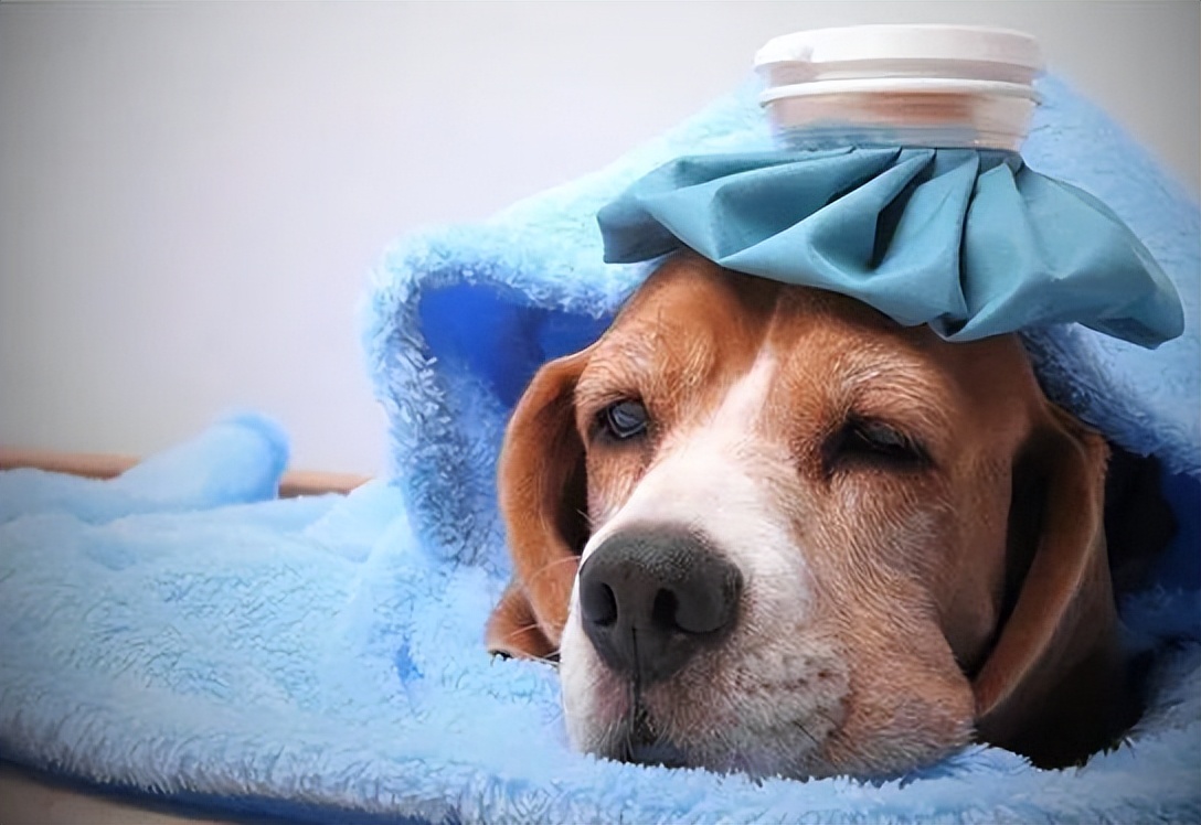 女人绝经后为什么不想再生,女人为什么会绝经后就不怀孕了