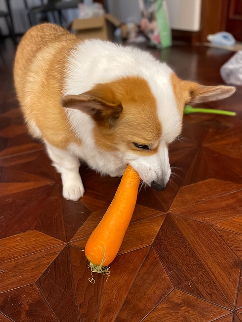 经常吃这些,让狗狗毛发获得“新生”,铲屎的还不赶紧喂!