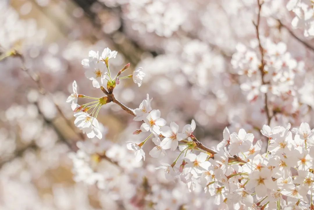 疫情快过去吧，我不想错过这座海滨老城的春天