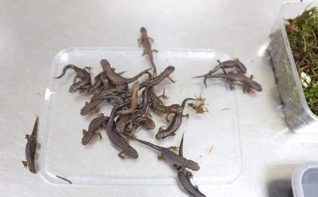 国外惊现巨型蝾螈,巨型暴蝾螈