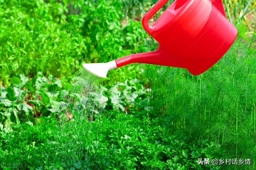 蔬菜有虫子不用打药怎么治,蔬菜生虫子怎么消灭