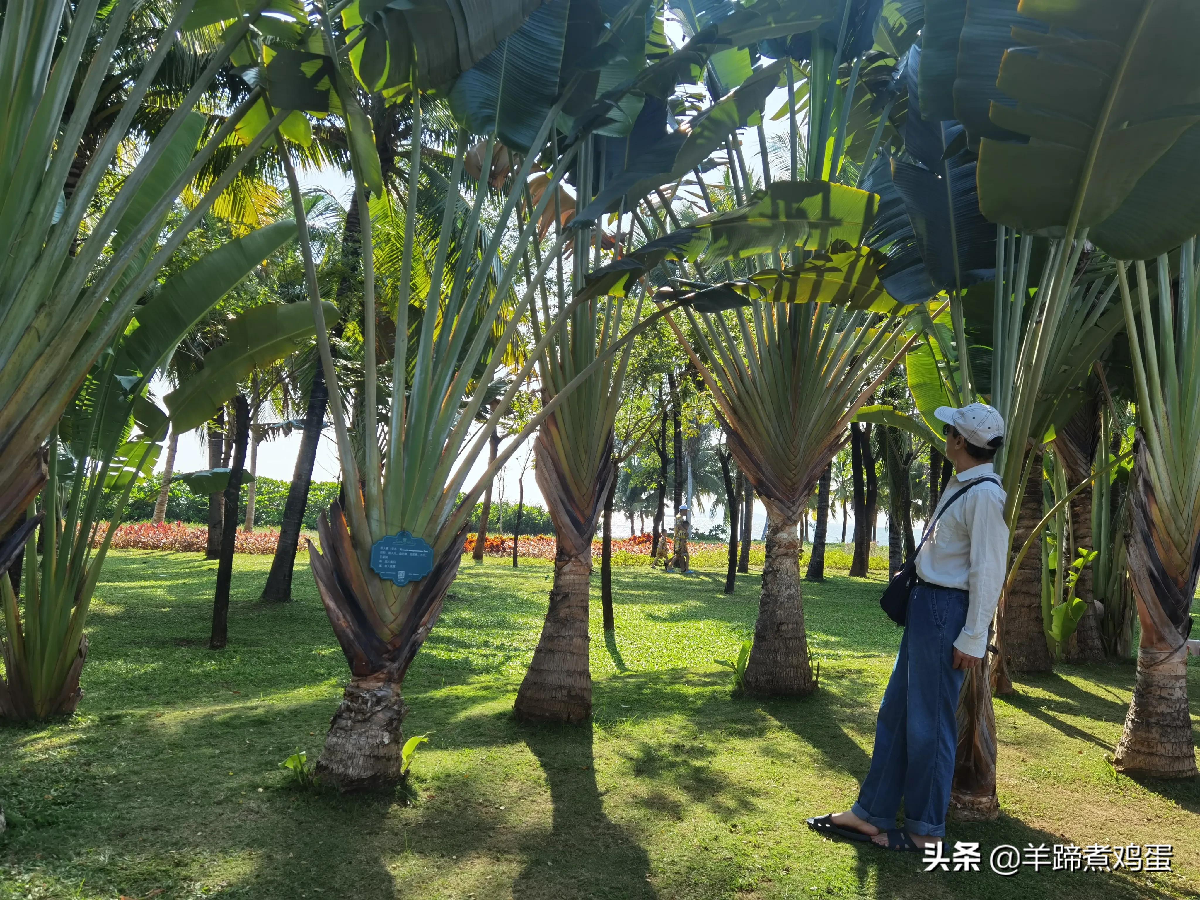 三亚椰梦长廊日落绝美,三亚湾椰梦长廊看夕阳最佳观赏点