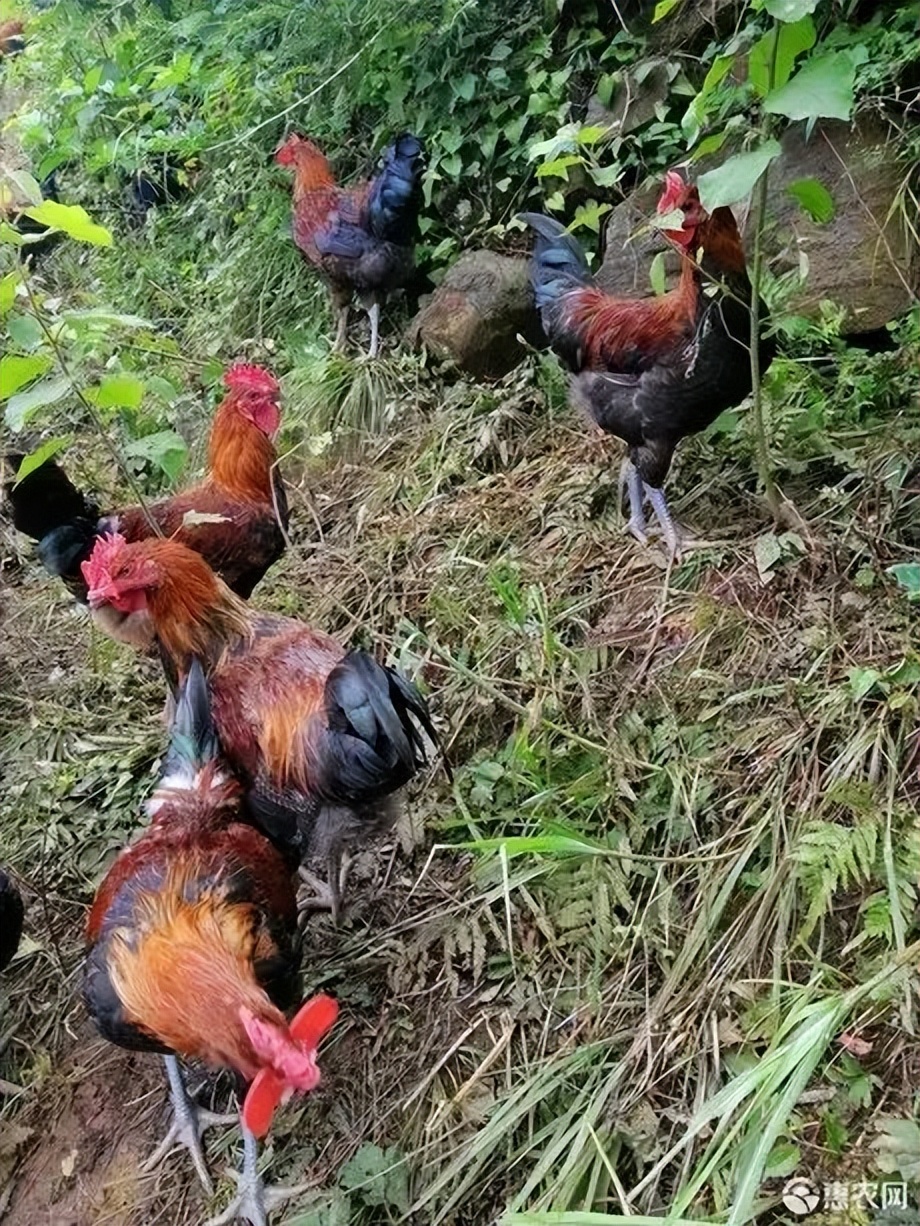 为什么大家都喜欢美食,为什么大家都喜欢动物