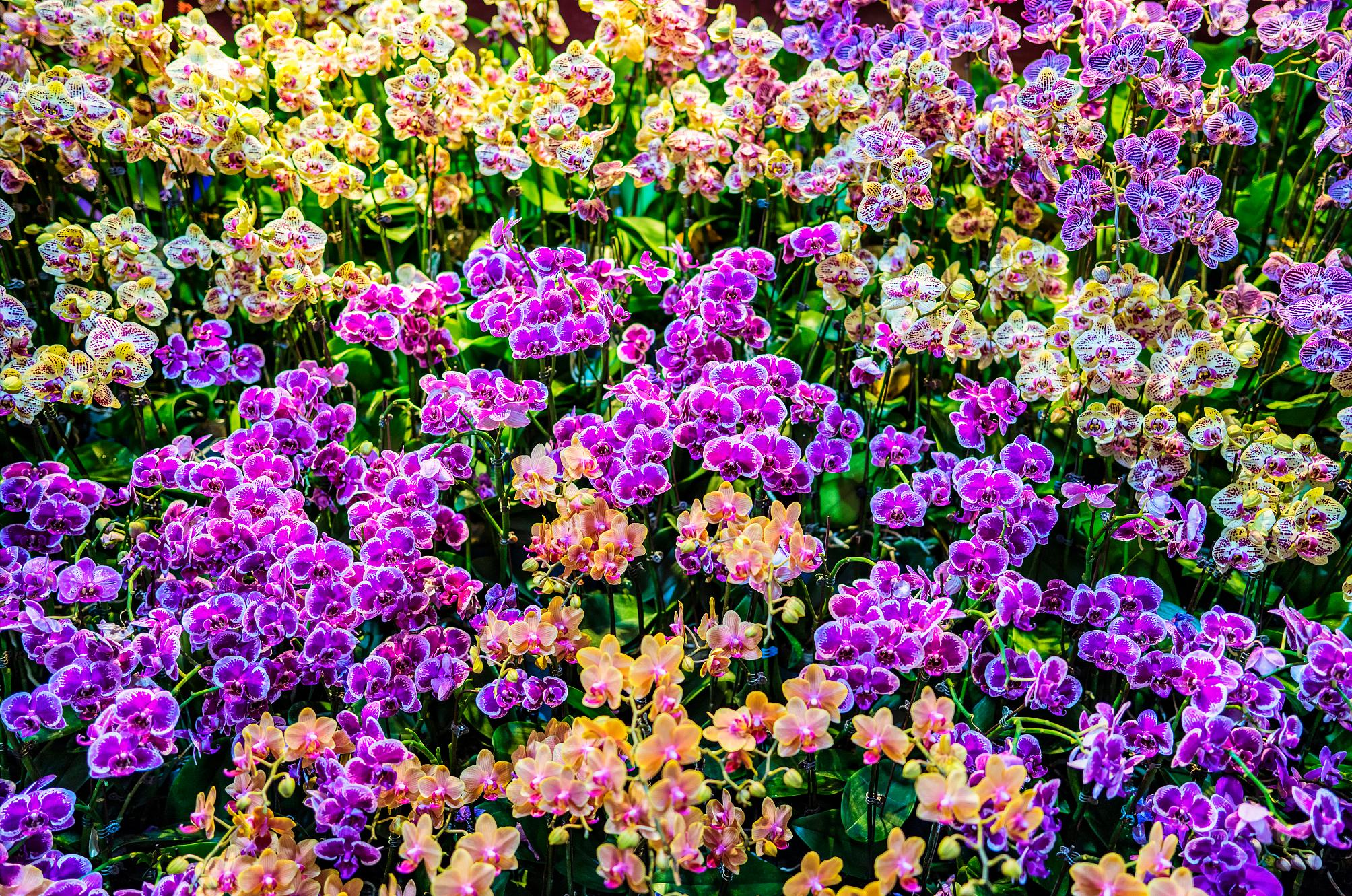 家里适合养什么好养的旺财花,适合养家里的吉祥花