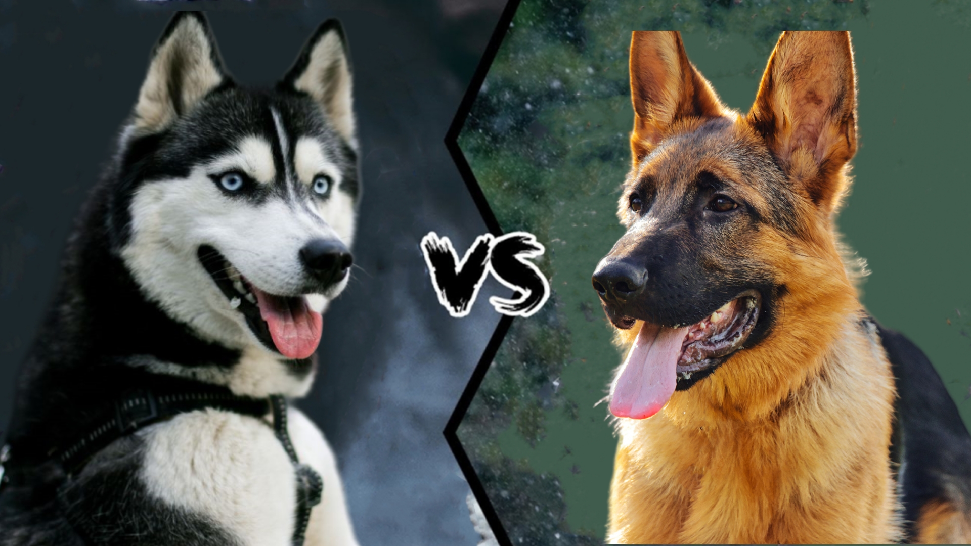 哈士奇vs德牧狼狗,哈士奇vs狼谁会赢